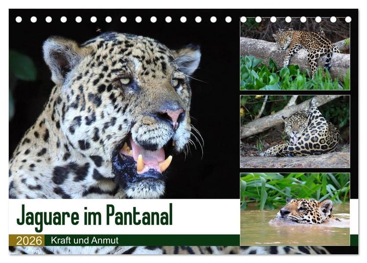 Produktbild: Jaguare im Pantanal (Tischkalender 2026 DIN A5 quer), CALVENDO Monatskalender