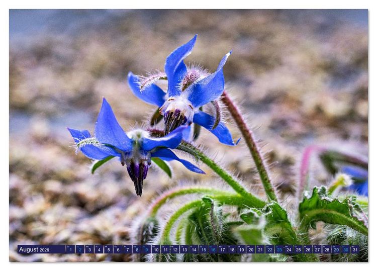 Produktbild: Essbare Bl&uuml;ten aus meinem Garten (Tischkalender 2026 DIN A5 quer), CALVENDO Monatskalender