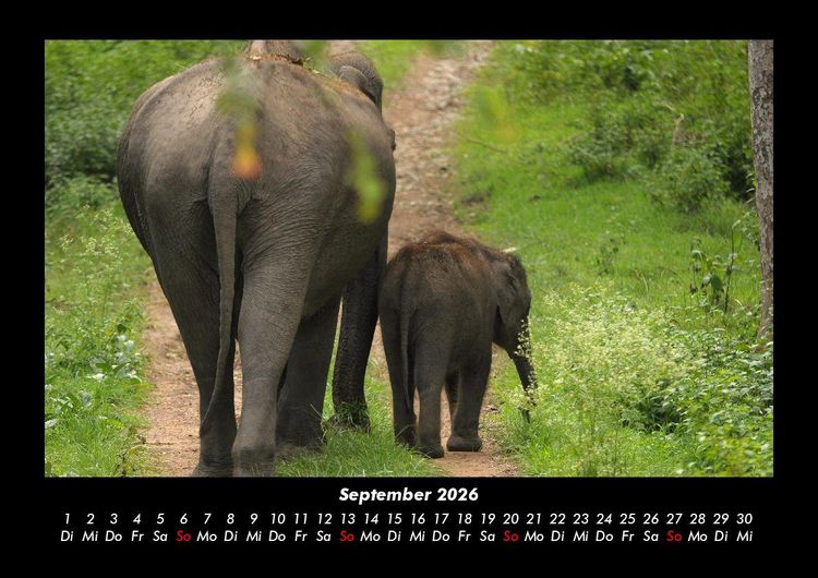 Produktbild: Der Elefantenkalender 2026 Fotokalender DIN A3