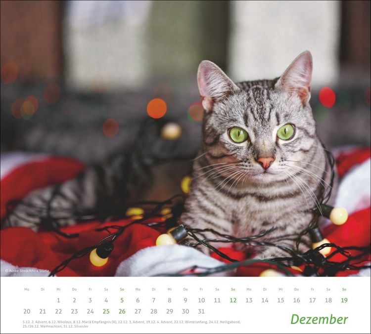 Produktbild: times&more Katzen Bildkalender 2027