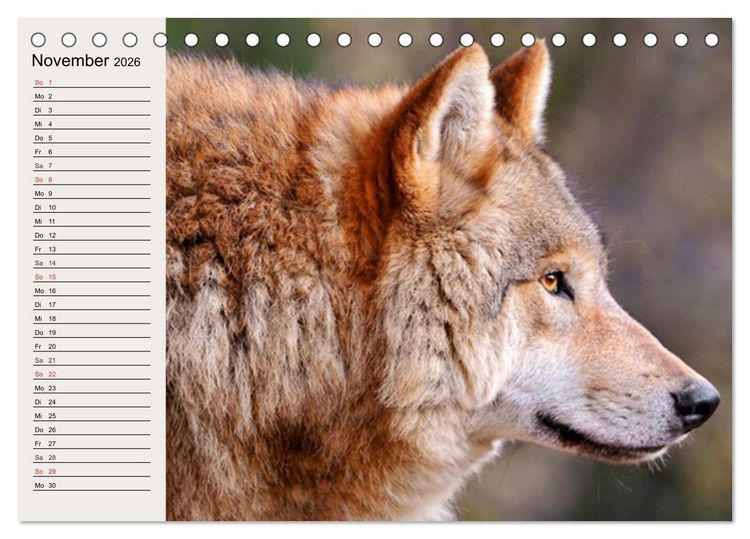 Produktbild: W&ouml;lfe. Verwegene Anmut (Tischkalender 2026 DIN A5 quer), CALVENDO Monatskalender