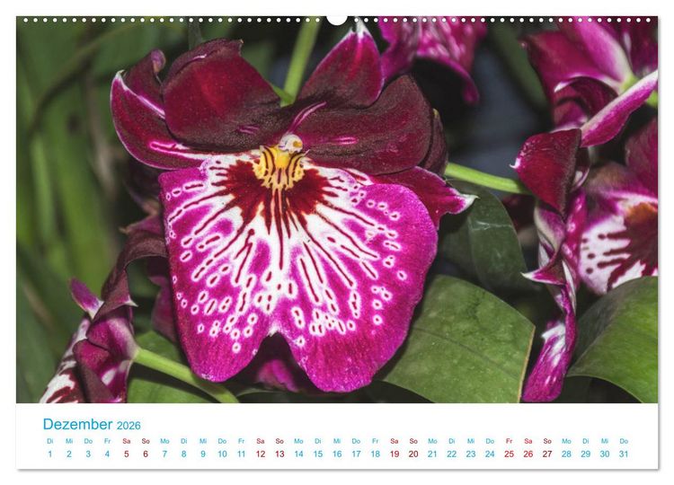 Produktbild: Die K&ouml;nigin der Blumenwelt, die Orchidee (Wandkalender 2026 DIN A2 quer), CALVENDO Monatskalender