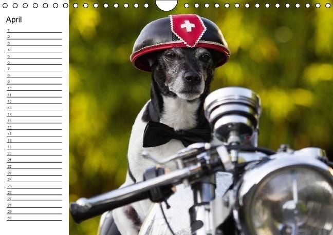 Produktbild: Jack Russell Terrier - Ein Verwandlungsk&uuml;nstler namens Jake / Geburtstagskalender (Wandkalender immerw&auml;hrend DIN A4 quer)