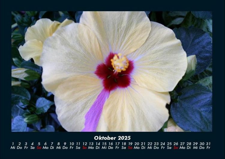 Produktbild: Blumentr&auml;ume 2025 Fotokalender DIN A4