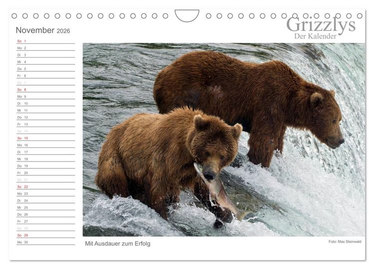Produktbild: Grizzlys - Der Kalender (Wandkalender 2026 DIN A4 quer), CALVENDO Monatskalender