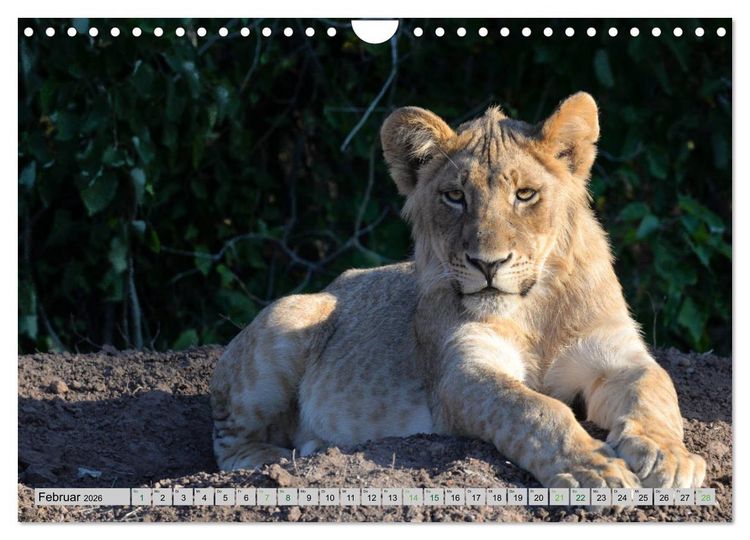 Produktbild: L&ouml;wen. Die K&ouml;nige Afrikas (Wandkalender 2026 DIN A4 quer), CALVENDO Monatskalender