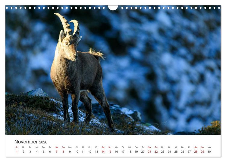 Produktbild: Steinbock - K&ouml;nig der Alpen (Wandkalender 2026 DIN A3 quer), CALVENDO Monatskalender