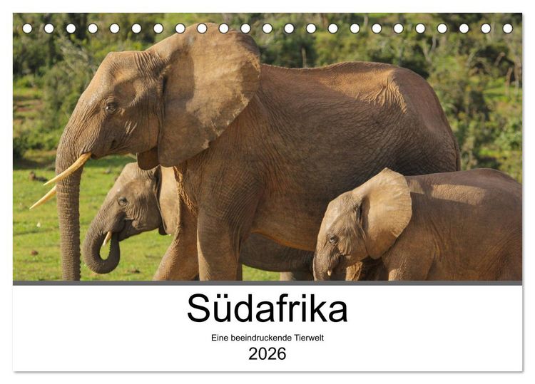 Produktbild: S&uuml;dafrika - Eine beeindruckende Tierwelt (Tischkalender 2026 DIN A5 quer), CALVENDO Monatskalender