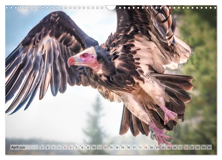Produktbild: Faszinierende Greifv&ouml;gel hautnah (Wandkalender 2026 DIN A3 quer), CALVENDO Monatskalender