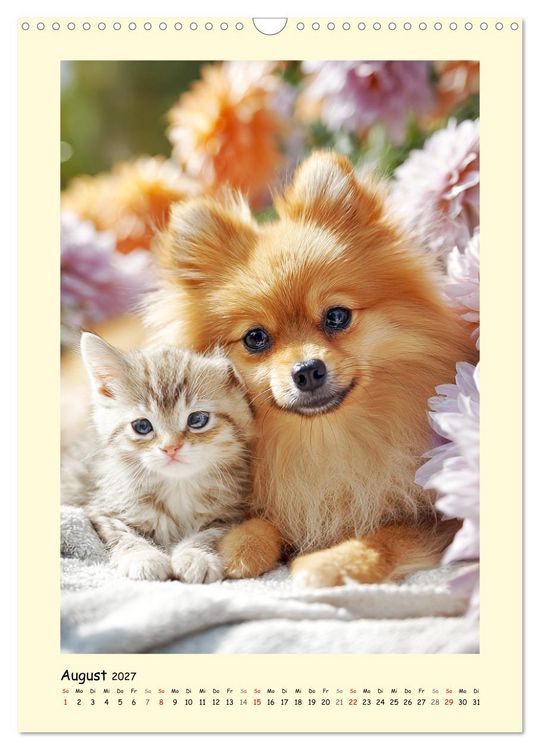 Produktbild: Der Pomeranian. Putziger Zwergspitz zum Verlieben (Wandkalender 2027 DIN A3 hoch), CALVENDO Monatskalender