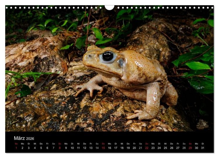 Produktbild: Fr&ouml;sche (Wandkalender 2026 DIN A3 quer), CALVENDO Monatskalender