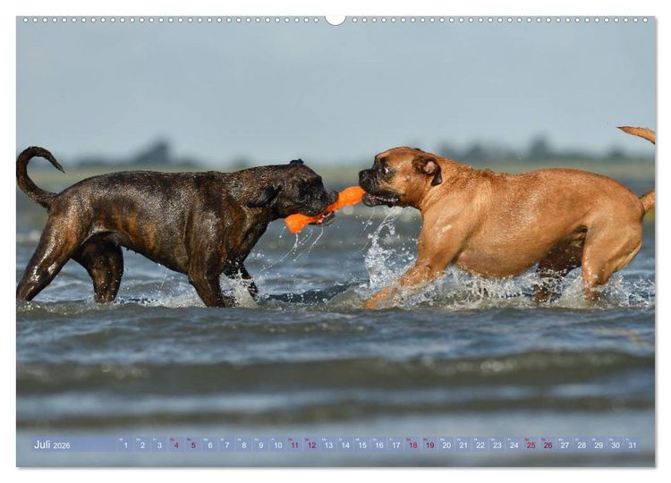Produktbild: Gut - besser - Boxer (Wandkalender 2026 DIN A2 quer), CALVENDO Monatskalender