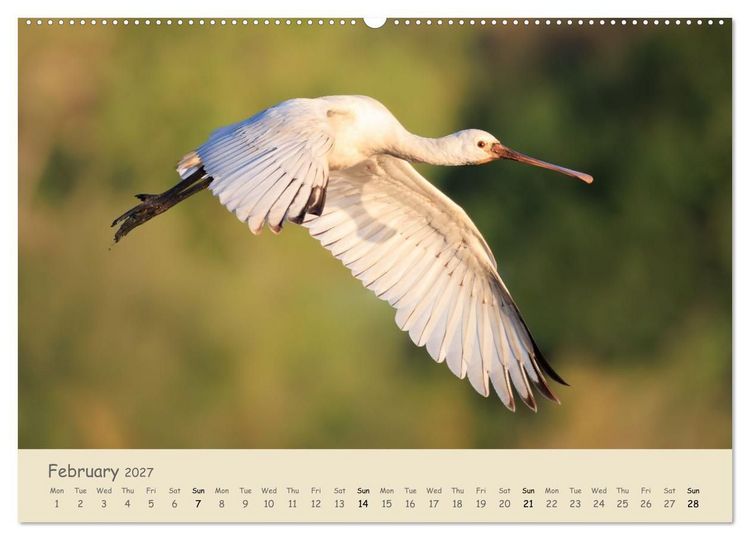 Produktbild: Wild encounters &ndash; Moments in the heart of nature (High Quality Premium Wall Calendar 2027 DIN A2 landscape),CALVENDO 12 Month Wall Calendar