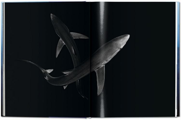 Produktbild: Michael Muller. Squali