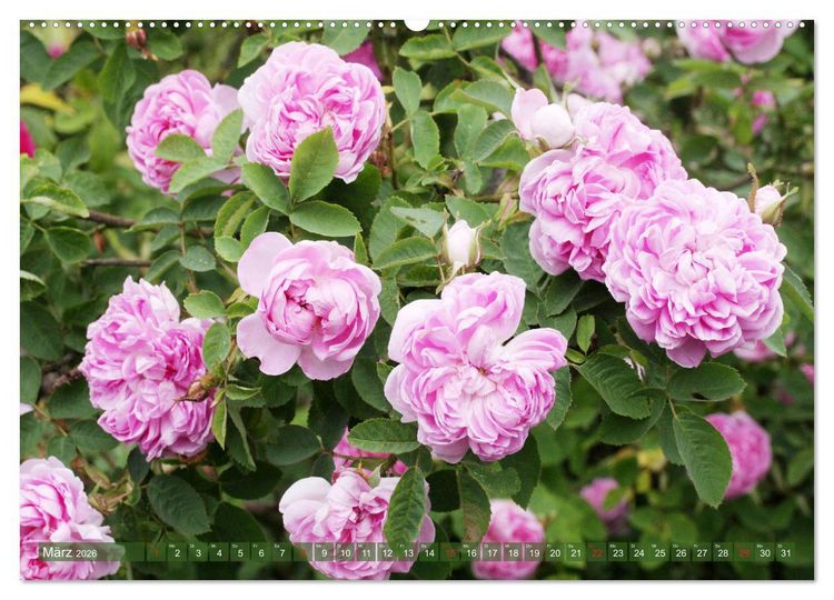 Produktbild: Romantische Rosentr&auml;ume (hochwertiger Premium Wandkalender 2026 DIN A2 quer), Kunstdruck in Hochglanz
