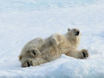 Produktbild: CALVENDO Puzzle Ein Motiv aus dem Kalender Eisb&auml;ren - K&ouml;nige der Arktis | 1000 Teile Lege-Gr&ouml;&szlig;e 64x48cm Foto-Puzzle f&uuml;r gl&uuml;ckliche Stunden