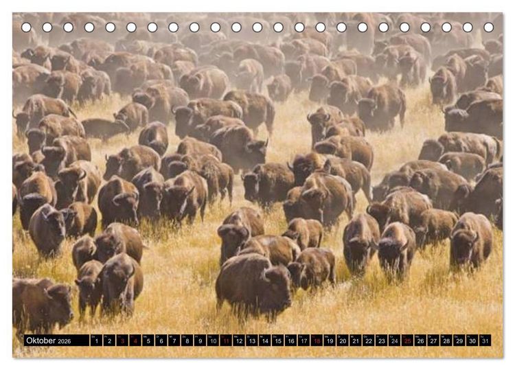 Produktbild: Wisent und Bison (Tischkalender 2026 DIN A5 quer), CALVENDO Monatskalender