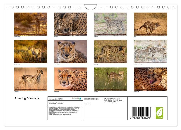 Produktbild: Amazing Cheetahs (Wall Calendar 2026 DIN A4 landscape), CALVENDO 12 Month Wall Calendar