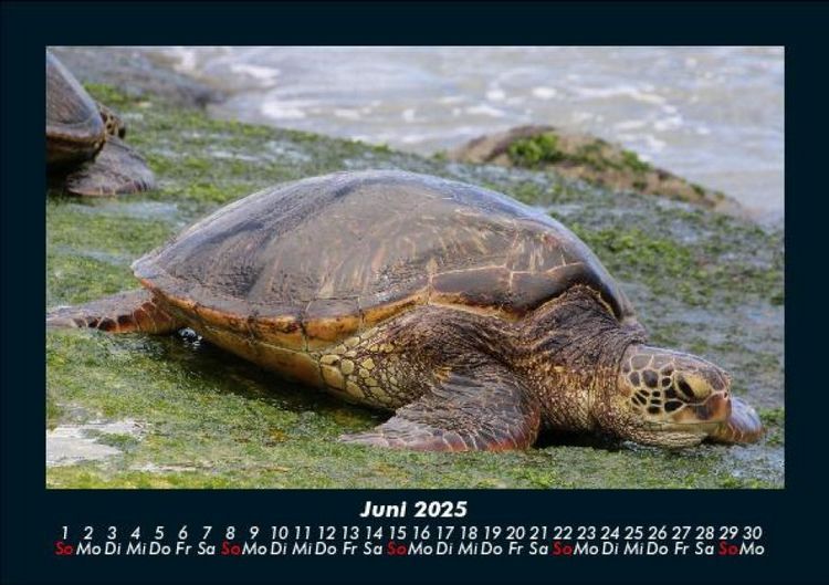 Produktbild: Schildkr&ouml;tenzauber 2025 Fotokalender DIN A5
