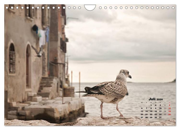 Produktbild: Wie ein Vogel in Rovinj! (Wandkalender 2026 DIN A4 quer), CALVENDO Monatskalender