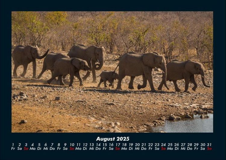 Produktbild: Der Elefantenkalender 2025 Fotokalender DIN A4