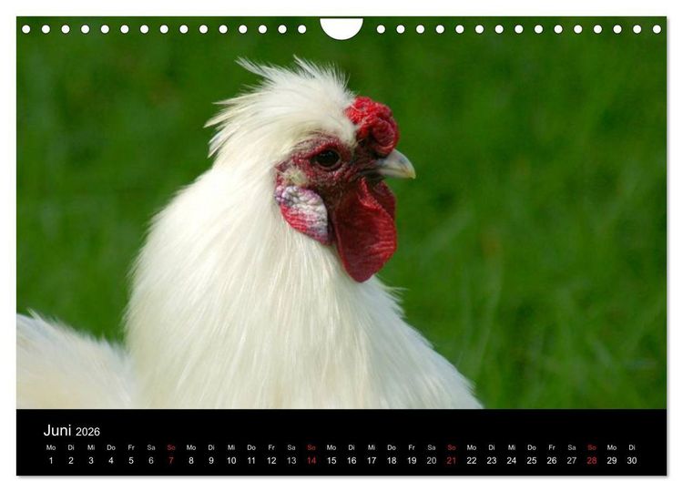 Produktbild: Die Welt der H&uuml;hner (Wandkalender 2026 DIN A4 quer), CALVENDO Monatskalender