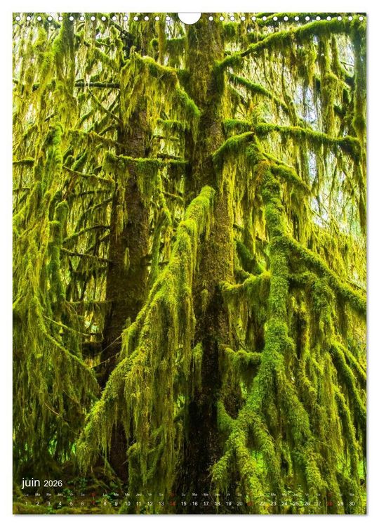 Produktbild: G&eacute;ants verts de la for&ecirc;t (Calendrier mural 2026 DIN A3 horizontal), CALVENDO calendrier mensuel