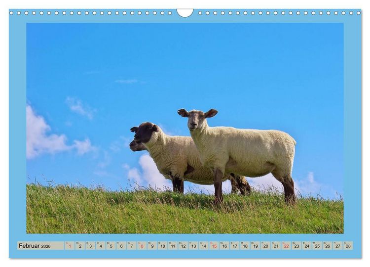 Produktbild: B&uuml;sum an der Nordsee (Wandkalender 2026 DIN A3 quer), CALVENDO Monatskalender