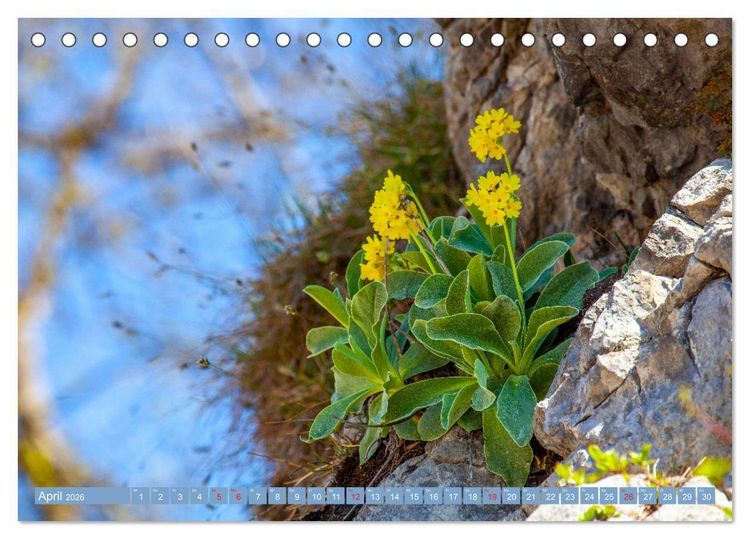 Produktbild: Meine sch&ouml;nsten Alpenblumen (Tischkalender 2026 DIN A5 quer), CALVENDO Monatskalender