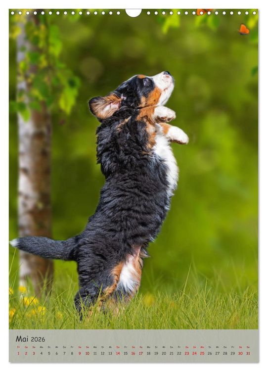 Produktbild: Berner Sennenhund - Ein Hund f&uuml;r alle F&auml;lle (Wandkalender 2026 DIN A3 hoch), CALVENDO Monatskalender