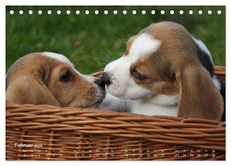 Produktbild: Beagle (Tischkalender 2026 DIN A5 quer), CALVENDO Monatskalender