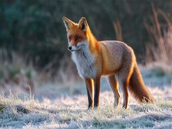 Produktbild: CALVENDO Puzzle Rotfuchs im Morgenlicht auf frostiger Wiese Tierpuzzle mit Fuchs | 1000 Teile Lege-Gr&ouml;&szlig;e 64x48cm Foto-Puzzle f&uuml;r gl&uuml;ckliche Stunden
