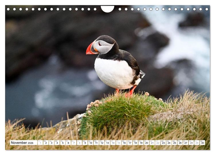 Produktbild: Puffins in Iceland (Wall Calendar 2026 DIN A4 landscape), CALVENDO 12 Month Wall Calendar