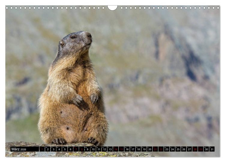 Produktbild: Nationalpark Gran Paradiso (Wandkalender 2026 DIN A3 quer), CALVENDO Monatskalender