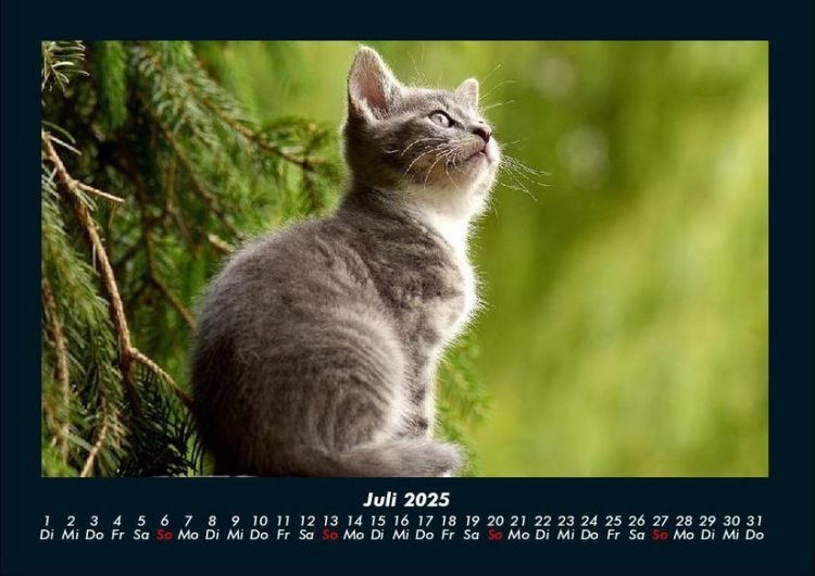 Produktbild: F&uuml;r Katzenfreunde 2025 Fotokalender DIN A4