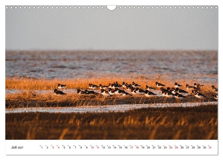Produktbild: Pellwormer Ogenblicke, ein Streifzug durch ein Inseljahr (Wandkalender 2027 DIN A3 quer), CALVENDO Monatskalender