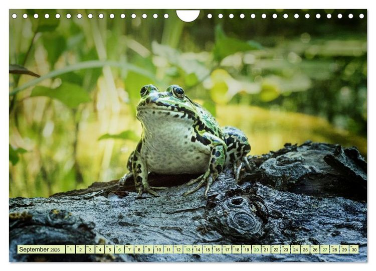 Produktbild: Fr&ouml;hliche Fr&ouml;sche (Wandkalender 2026 DIN A4 quer), CALVENDO Monatskalender