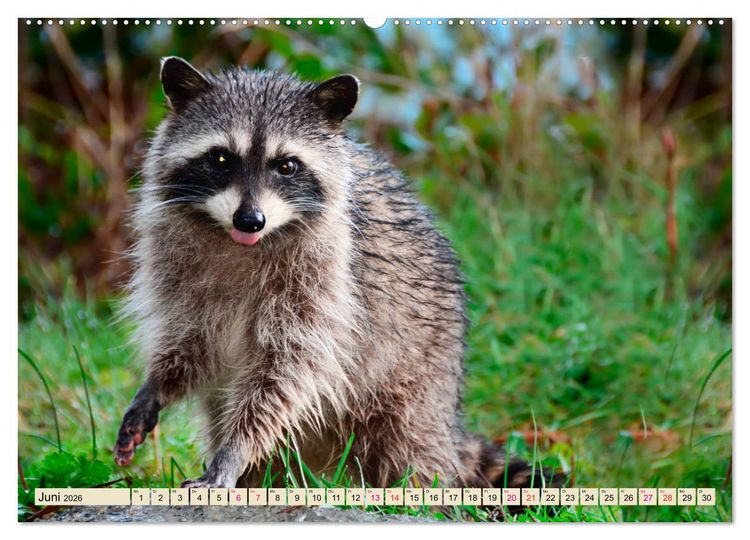 Produktbild: Waschb&auml;r - Niedlicher Allesfresser (Wandkalender 2026 DIN A2 quer), CALVENDO Monatskalender