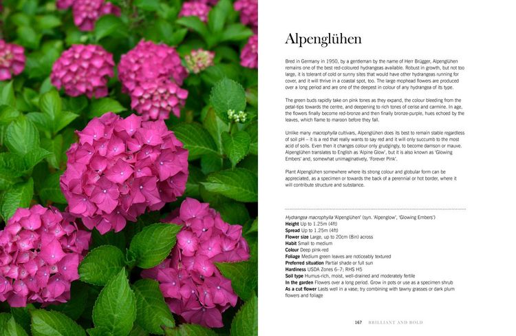 Produktbild: Hydrangeas