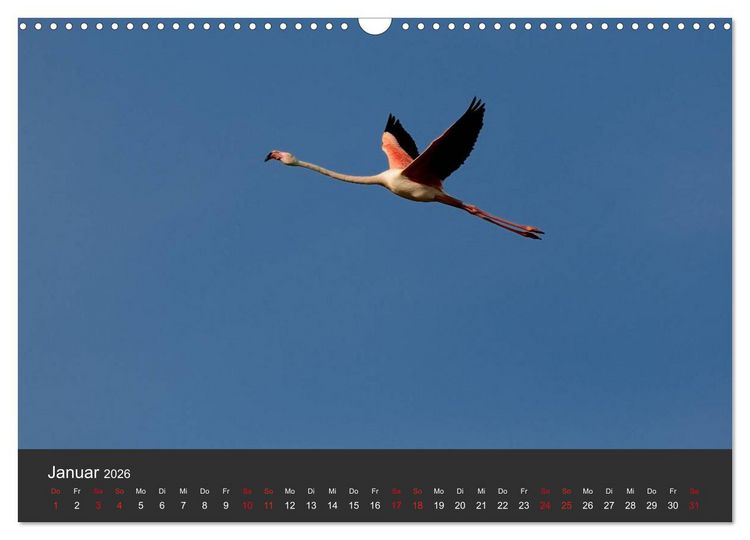Produktbild: Pretty Flamingo (Wandkalender 2026 DIN A3 quer), CALVENDO Monatskalender