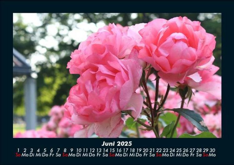 Produktbild: Blumenkalender 2025 Fotokalender DIN A5
