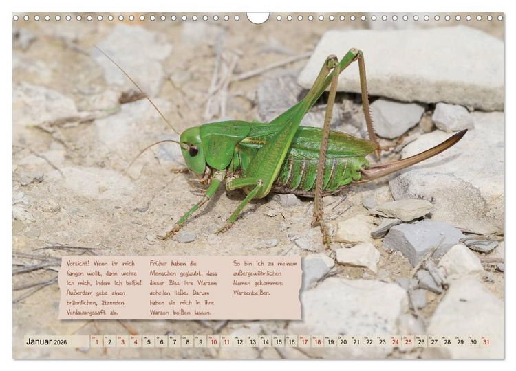 Produktbild: GEOclick Lernkalender: Insekten (Wandkalender 2026 DIN A3 quer), CALVENDO Monatskalender
