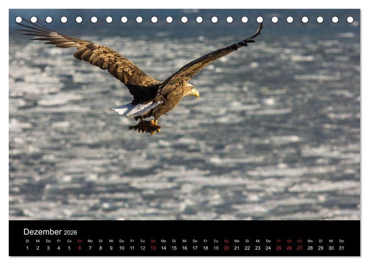 Produktbild: Seeadler - K&ouml;nige der L&uuml;fte (Tischkalender 2026 DIN A5 quer), CALVENDO Monatskalender