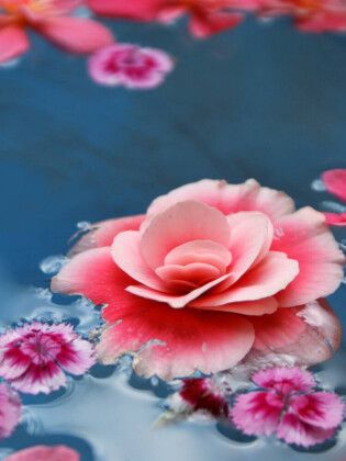 Produktbild: CALVENDO Puzzle Wasserbl&uuml;ten Begonia | 1000 Teile Lege-Gr&ouml;&szlig;e 64x48cm Foto-Puzzle f&uuml;r gl&uuml;ckliche Stunden