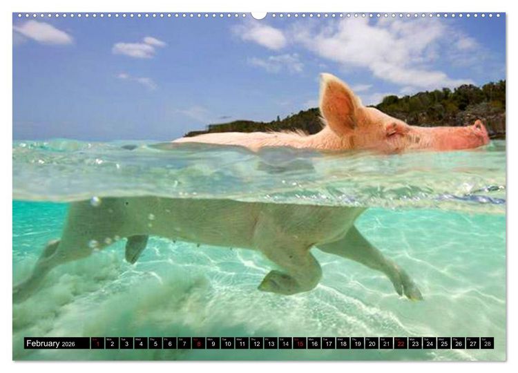 Produktbild: The Swimming Pigs of Bahamas (High Quality Premium Wall Calendar 2026 DIN A2 landscape),CALVENDO 12 Month Wall Calendar