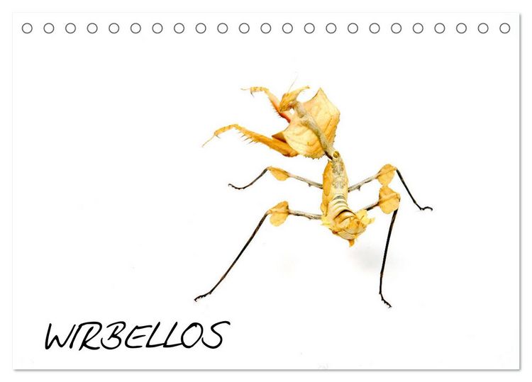Produktbild: WIRBELLOS (Tischkalender 2026 DIN A5 quer), CALVENDO Monatskalender