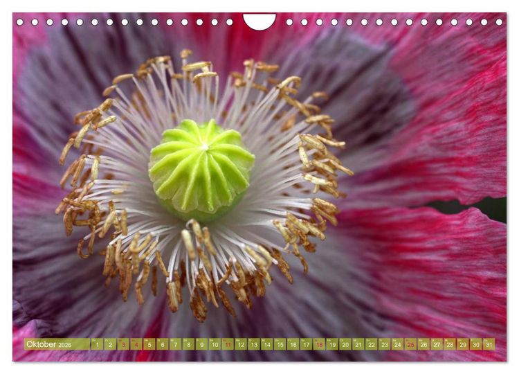 Produktbild: Mohn Tage (Wandkalender 2026 DIN A4 quer), CALVENDO Monatskalender