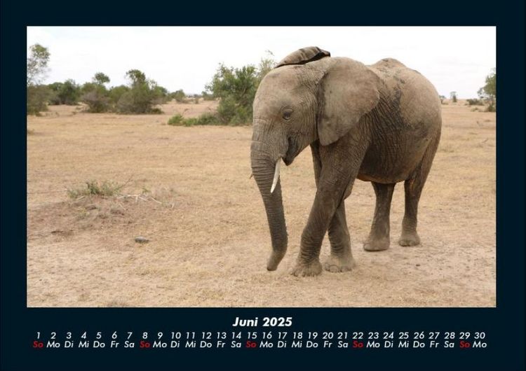 Produktbild: Der Elefantenkalender 2025 Fotokalender DIN A4