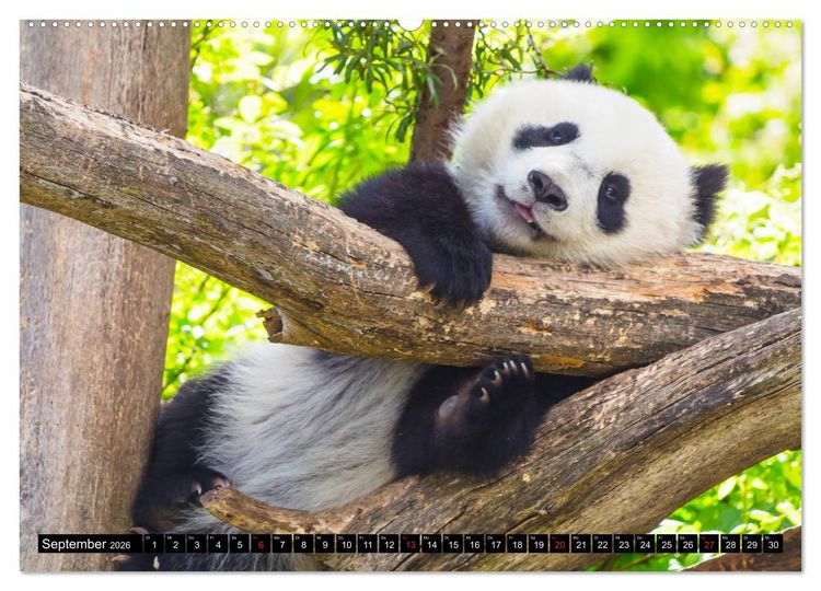 Produktbild: Pandab&auml;r Babys (Wandkalender 2026 DIN A2 quer), CALVENDO Monatskalender