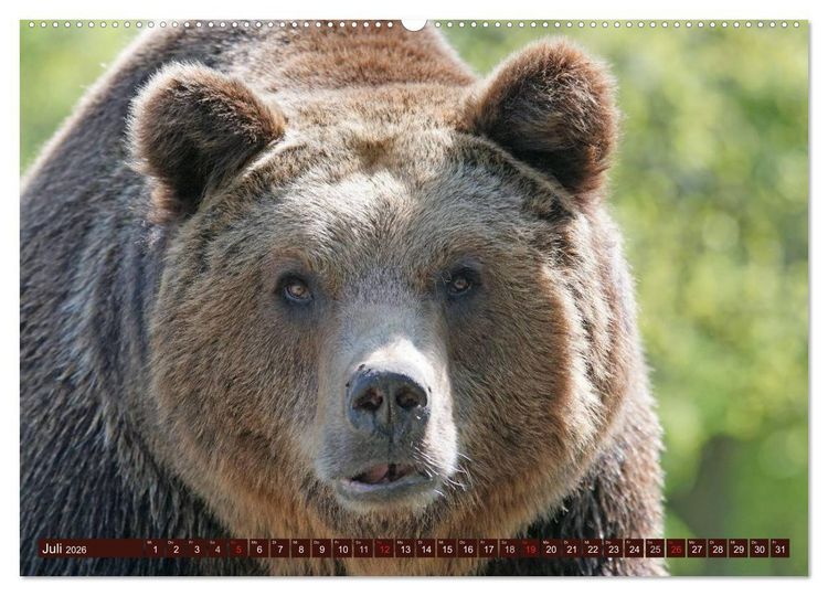 Produktbild: B&auml;ren. Unterwegs mit Meister Petz (hochwertiger Premium Wandkalender 2026 DIN A2 quer), Kunstdruck in Hochglanz